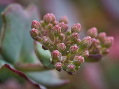 succulents, sedum, bloom, macro, flower shape, pastel colors, garden setting, pink, green, leaf, buds, nature, small, detail, spring, summer, botanical, natural world, fine details