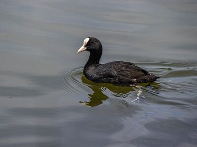 coot, wildlife, bird, waterfowl, feathers, beak, swimming, lake, body of water, reeds, nesting, wings, animal, black, nature, ornithology, smooth water, reflection, wild bird, waterways