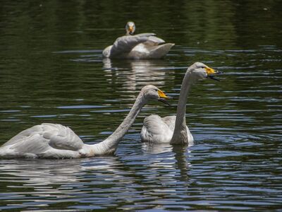 white swans, swans, waterbirds, birds, water surface, plumage, ornithology, juvenile, nature, reservoir, fauna, synchronization, natural habitat, aquatic, capture, movement, birdwatching, amplification, company