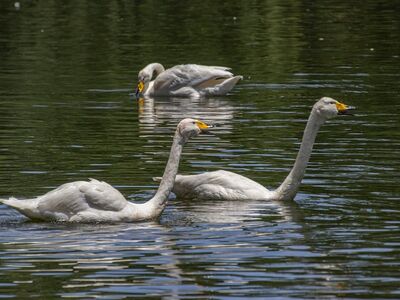 white swans, swans, waterbirds, feathers, ornithology, birds, juvenile, nature, plumage, ecosystem, aquatic environment, fauna, swan lake, tranquility, nesting, rest, pond, public park, conservation, nature background