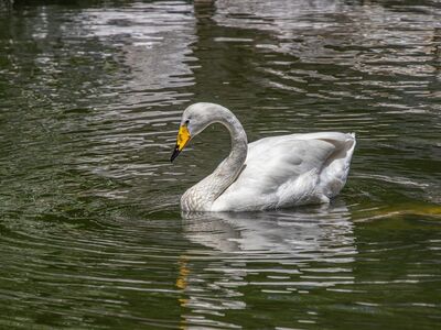 white swan, bird, animal, water, feathers, ornithology, swimming, beak, waterfowl, swim, fauna, warm, nature, reflection, tranquil, wings, calm, beautiful, natural scenery