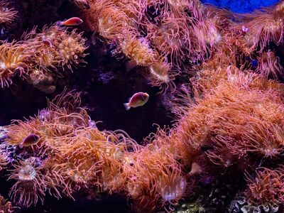 clownfish, anemone, coral, sea, aquarium, tropical, underwater, marine biology, ecosystem, vibrant colors, biodiversity, beauty, wildlife, nature, distinctive, beautiful, fantasy world, glowing, ecological, natural environment