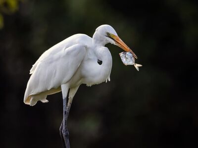 egret, nature, great egret, ornithology, wildlife, fish, hunting, watchful eye, beak, grey, owl, pet, time of day, feeding, white-gray, magnification, curiosity, hunting bird