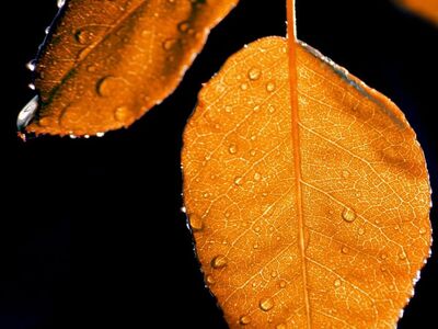 autumn leaves, raindrops, leaf, nature, autumn colors, background, leaf vein, macro photography, black background, backlighting, water drop, orange, nature wallpaper, beauty, elegance, lonely leaf, artistic shot, leaf details, drop, close-up