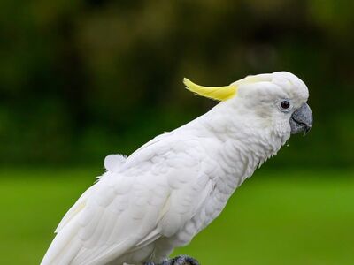 cockatoo, nature, bird, animal, parrot, plumage, perched, ornithology, birdwatching, beak, branch, white, australian, wild, outdoor, simplicity, green background, calm, yellow crest