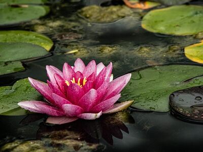 water lily, flower background, pink flower, pond, lily pads, water, natural, zen, beautiful flowers, calm, beauty, flower, garden, botany, peaceful, flower wallpaper, rainy, zen garden, nature, peaceful atmosphere, retreat, natural environment, relaxing, another world, blooming