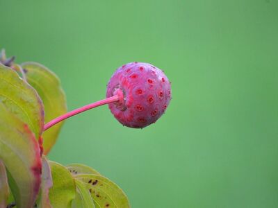 dogwood, fruit, nature, green background, kousa dogwood, red color, stem texture, summer, edible berry, garden, outdoors, sky, close-up, botanical photography, unique shape, plant, outdoor setting, green plant, macro shot