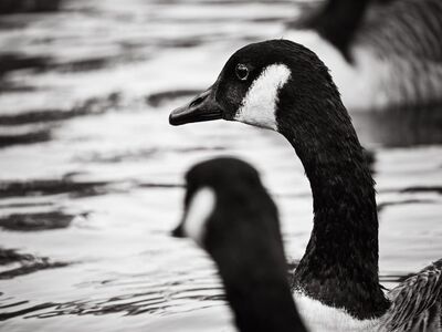 canada goose, black and white photo, nature, bird, water, wilderness, detail, profile, lake, wild, breed, ornithology, wildlife, waterfowl, gloss, head, display, reflection in water, monochrome