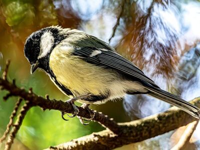 great tit, bird, wildlife, songbird, branch, tree, feathers, small bird, garden bird, forest, bokeh, nature, daylight, vertical, macro photography, sunlight, agriculture, vibrancy, ecosystem, soft light