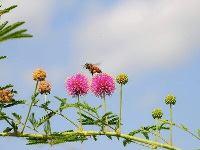 bee, nature, flower, pollination, wings, blue sky, macro, flight, blooming season, warm weather, natural, garden, green, insect on flower, nature beauty, outdoor, environment, colorful flowers, wildlife, flying insect