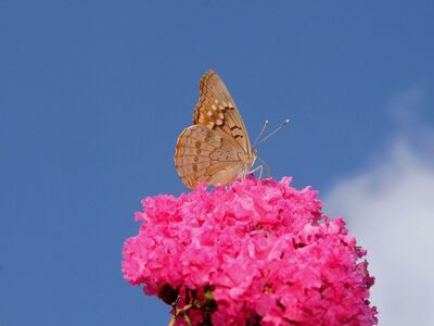 butterfly, nature, pollination, flower, wings, sky, pink, detail, summer, clear, macro photography, vibrant, beauty, color, savanna, delicate, spa, energy, contrast, clean
