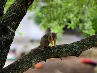 squirrel, tree branch, nature, animal, wildlife, cute, natural environment, wild, rodent, branches, deciduous tree, forest, green leaves, calm, meditative, winter, daylight, park, resting, detail, observation