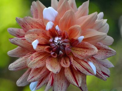 dahlia, bloom, pink, cactus dahlia, garden, nature, summer, flora, closeup, ornamental plant, petal, light pink, stamen, natural beauty, flower background, delicate, cultivation, ornamental flower, red spots, garden decoration
