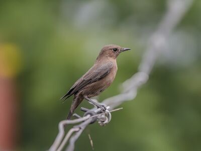 bird, songbird, wildlife, nature, wire, sharpness, natural setting, earth tones, perching, background blur, wild birds, small bird, bird perching, natural palette, light brown, green background, photography, macro, zoology, tranquility