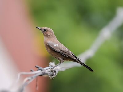 bird, nature, wildlife, birdwatching, thrush, branch, birdsong, summer, wire fence, green background, macro photography, natural environment, garden bird, beak, nesting, ecosystem, bird feather, conductor