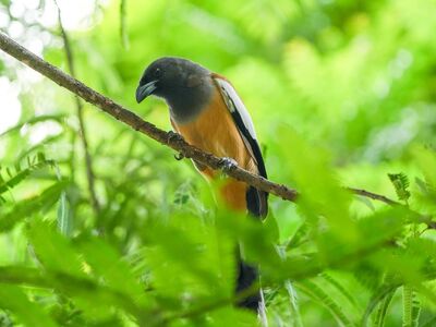 bird, branch, foliage, nature, wild, green, beautiful, wilderness, bird on branch, leafy, nest, forest, songbird, ornithology, striking, coexistence, natural environment, landscape, aesthetic