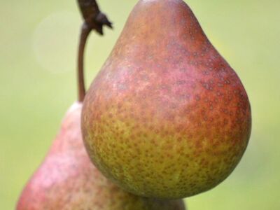pear, fruit, fresh, healthy, natural, belgian variety, juicy, vitamins, nature, food, nutritious, dish, organic, photography, fruit tree, twig, summer, juiciness