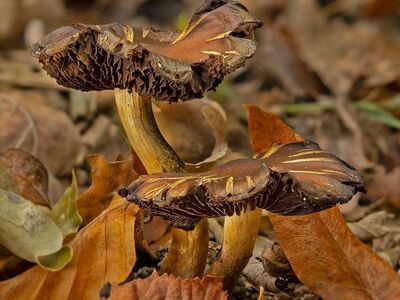 mushrooms, small mushrooms, forest, autumn, nature, leaves, moss, autumn colors, soil, mycology, survival, elegance, ecology, forest floor, moisture, calm, earth, wilderness, fragility, micro ecosystem