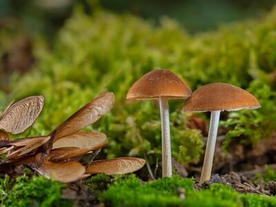 mushrooms, moss, forest, nature, foraging, mycology, autumn, forest floor, details, autumn scene, ecosystem, biology, autumn colors, calm, silence, small mushrooms, botany, ground cover, macro photography, wild plants, botanical background