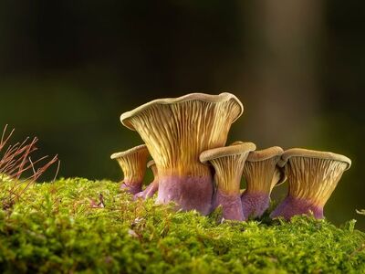 mushrooms, forest, nature, moss, mycology, forest floor, autumn, macro, green, details, mushroom cluster, natural beauty, eco, agriculture, forest ecosystem, small organisms, forest flora, ecological awareness, growth, ecological habitat