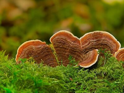 mushroom, forest, moss, autumn, nature, biology, mycology, ecosystem, forest floor, damp, survival, microorganisms, soil, circular, texture, green, flora, bloom
