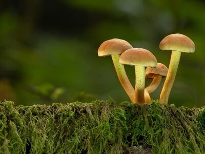 mushroom, forest, moss, nature, autumn, mycology, habitat, wood, moisture, ecosystem, microorganism, environment, wilderness, stem, small, detritus, cycle, botany, biology, ecological, community