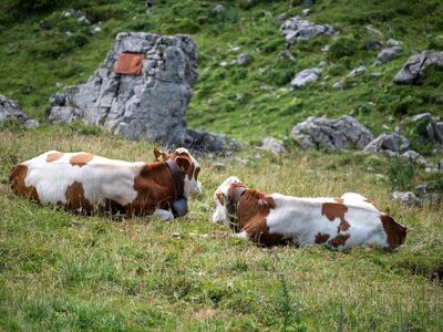 cows, pasture, mountains, nature, rocks, summer, alpine pasture, agriculture, hiking, livestock, landscape, dairy cattle, cattle, mountain holiday, alps, alpine landscape, green meadows, rock formation, multiple landscapes, sky