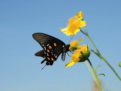 butterfly, summer, nature, flower, pollinator, insect, blue sky, wings, pollination, yellow color, macro photography, insect wings, natural environment, yellow flower, daylight, garden, natural beauty, wild nature, insect beauty, reconnection with nature