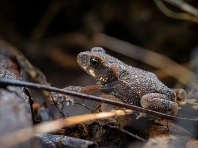 frog, nature, animal, wildlife, amphibian, toad, macro photography, natural habitat, close-up, camouflage, green, terrain, eyes, patterns, terrestrial, autumn, soil, details, primitive, rocky