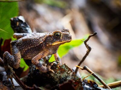 frog, nature, cool backgrounds, animal, full hd wallpaper, windows wallpaper, 4k wallpaper 1920x1080, desktop backgrounds, wildlife, free wallpaper, amphibian, toad, green, outdoor, leaves, insects, free background, close-up, laptop wallpaper, 4k wallpaper, macro, detail, beautiful, beautiful wallpaper, leathery, wallpaper 4k, background, brown, hd wallpaper, moisture, mac wallpaper, forest, wallpaper hd, eco