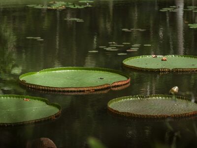 water lilies, calm pond, lotus leaves, water reflection, tropical wetland, natural arrangement, serenity, landscape, evening light, wide composition, aquatic garden, tranquil mood, green leaves, natural reflection, water surface, circular leaves, peace and quiet, lotus flowers, water plant