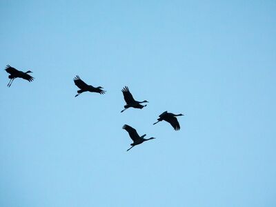 birds, cranes, nature reserve, clear sky, nature, bosque del apache, new mexico, wildlife, aerial view, flying birds, migratory birds, landscape, sunset, bird shadow, sky, open space, tranquility, peaceful sky