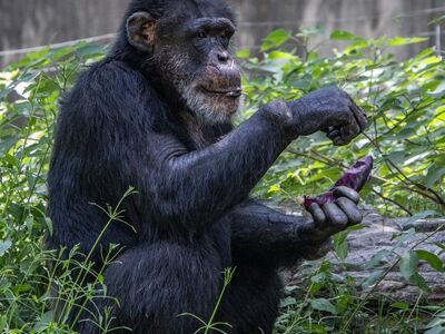 chimpanzee, animal, primate, zoo, mammal, fauna, foliage, grass, fruit, sitting, food, shot, nature, wild, natural, entertainment, wildlife, browsing, natural habitat, drawing