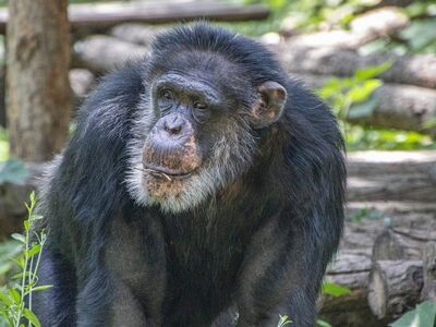 chimpanzee, animal, primate, portrait, wild, mammal, flora, nature, fauna, zoo, natural habitat, fur, emotions, expression, diversity, face, cute, serious, curious, prominent