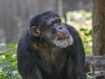 ape, animal, chimpanzee, mammal, primate, portrait, fauna, looking, zoo, nature, hairy, wildness, conservation, forest, tree, face, cute, wild, jungle, natural, living