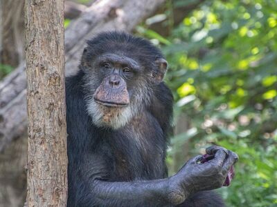chimpanzee, animal, rainforest, primate, zoo, mammal, portrait, wildlife, behavior, natural habitat, wood, nature, biology, natural world, diversity, conservation, fur, ecosystem, endangered