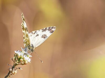 butterfly, euchloe, pieridae, wings, wildflower, blossom, nectar, feeding, macro, close up, spring, bokeh, macrophotography, springtime, nature, wildlife, insect, background, springlike, fauna