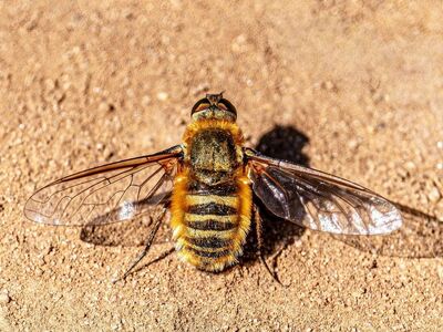 fly, macro, insect, sand, villa, animal, furry, nature, background, bug, wings, wildlife, outdoors, yellow, photography, abdomen, ground, mimicry, natural, detail