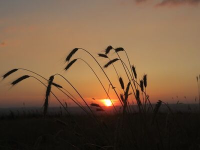 field, sunset, wheat, nature, agriculture, sky, silhouette, evening, rural, summery, turkey, horizon, dusk, landscape, peaceful, dawn, farming, solitary, charming, calm
