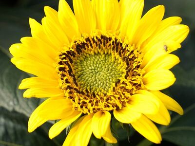 sunflower, nature, flower, bloom, flora, yellow, botany, plant, summer, gardening, agriculture, biology, growth, leaf, colorful, ecology, beautiful, background, crop, natural beauty