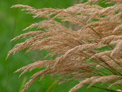 grasses, dry grasses, nature, blurred background, green background, meadow, summer landscape, movement, blade of grass, natural texture, cultivated, afternoon light, windy, ecology, plants, field, growing season, rural, mid-summer, seasonal, agriculture