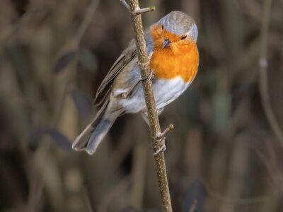 bird, robin, songbird, natural habitat, feathers, trees, beak, forest, branches, nature, bird watching, ornithology, natural environment, wildlife, small bird, detailed photo, wilderness, animal, earth