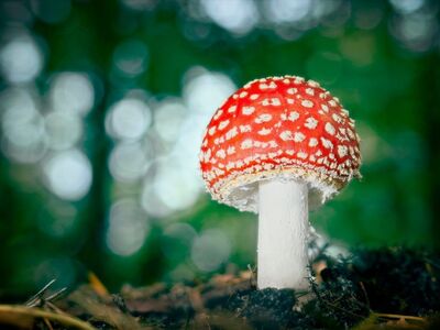 fly agaric, forest floor, nature, macro photography, green background, red color, white spots, botany, poisonous mushroom, iconic mushroom, autumn nature, wild mushroom, beautiful nature, mushroom cultivation, mushroom ecology, wilderness