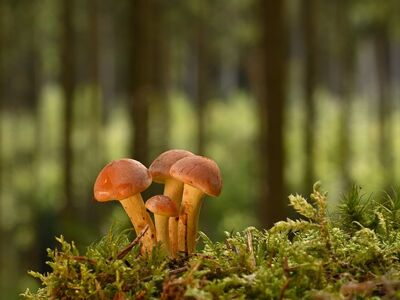 mushrooms, forest, moss, fern, forest floor, miniature, nature, autumn, tree trunk, mushroom group, mushroom cap, blur, small, close-up, family, green background, calm, peaceful, structure, harmony