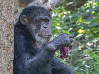 chimpanzee, zoological, mammal, jungle, ape, portrait, nature, forest, exotic, flora, animal, fauna, study, primate, behavior, biology, dominant
