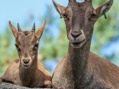goat, kid, nature, animal, rock, boulder, wildlife, natural habitat, mammal, horn, creatures, foreground, reserve, forest, foliage, weather, relaxation, calm, comfort, circle