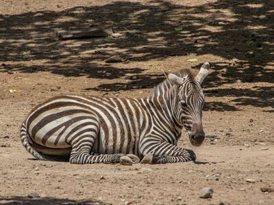 zebra, stripes, animal, mammal, zoo, fauna, lying down, natural, daytime, shade, savanna, reserve, black and white, wild, ecology, conservation, natural habitat, rest, africa, light brown ground