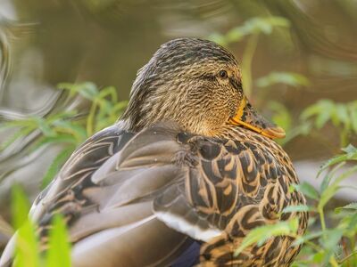 duck, animal, nature, wild, feathers, bird, reeds, water, cuddling, peaceful, green, background, wildlife, light, colors, calm, fauna, beautiful, detailed