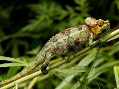 chameleon, reptile, nature, camouflage, animal, mac wallpaper, wild, laptop wallpaper, branch, natural, free background, habitat, green, windows wallpaper, background, full hd wallpaper, foliage, 4k wallpaper 1920x1080, colorful, wallpaper 4k, african, cool backgrounds, hd wallpaper, unique, ecosystem, solitary, free wallpaper, 4k wallpaper, beautiful wallpaper, wallpaper hd, spring, mimicry, desktop backgrounds, natural environment, animal kingdom