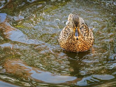 mallard-duck, pond, water, duck-feathers, wildlife, nature, waterfowl, ripples-in-water, animal-habitat, ornithology, wild-animals, green-brown, duck-food, drawing, contrast, solitude, spring, calm, free-tone, reflection